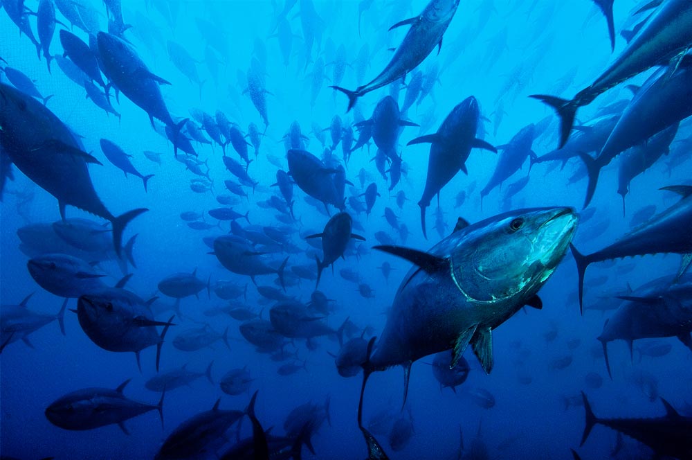 Tuna-fisheries-management-sustainability.jpg